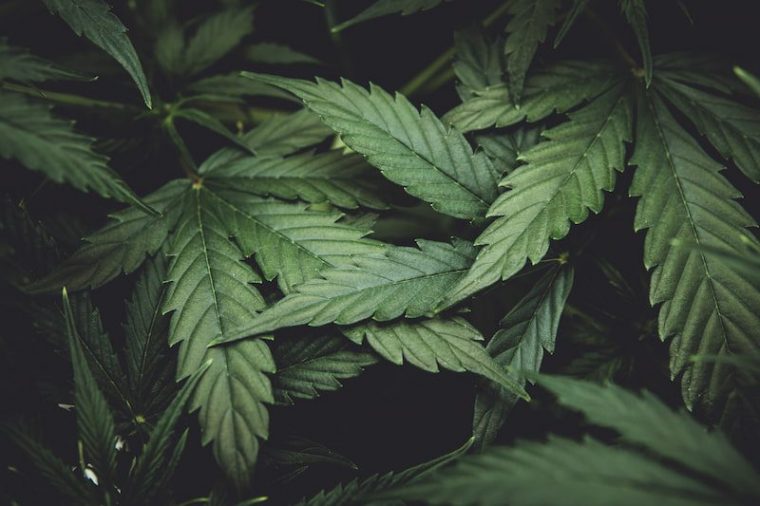 ¿Cuáles son las diferencias entre CBD, CBDa, CBG, CBGa y CBN?