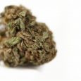 Pure Extract CBD - Cherry Pie CBD Flower