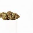 PEC_Sweet-Berry-3-scaled-1.jpg Estratto puro di CBD - Bacca dolce