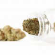 PEC_Sweet-Berry-4.jpg Estratto puro di CBD - Bacca dolce