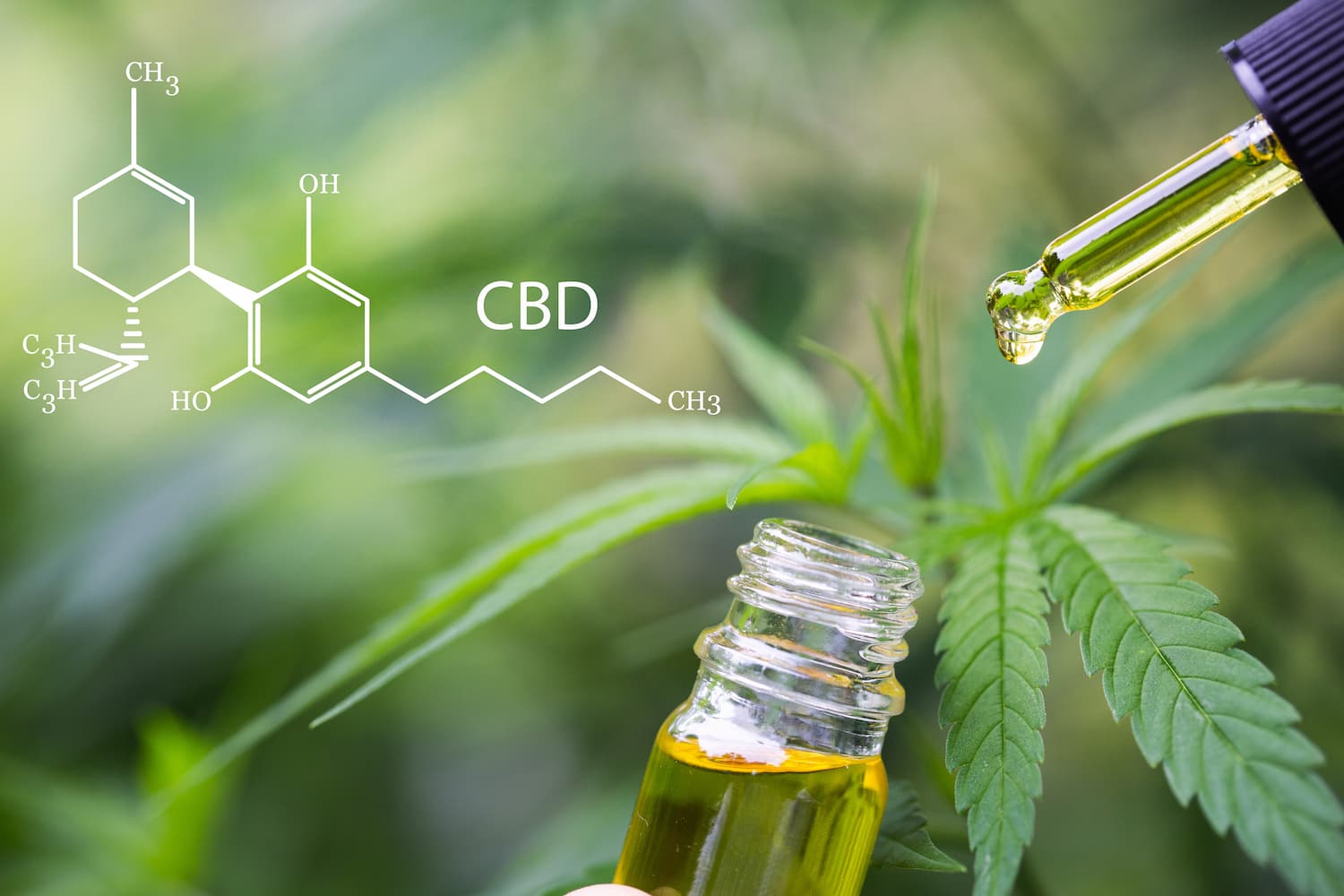composición aceite cbd