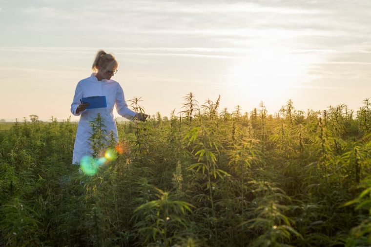H4CBD : une version hydrogénée du CBD aux effets prometteurs
