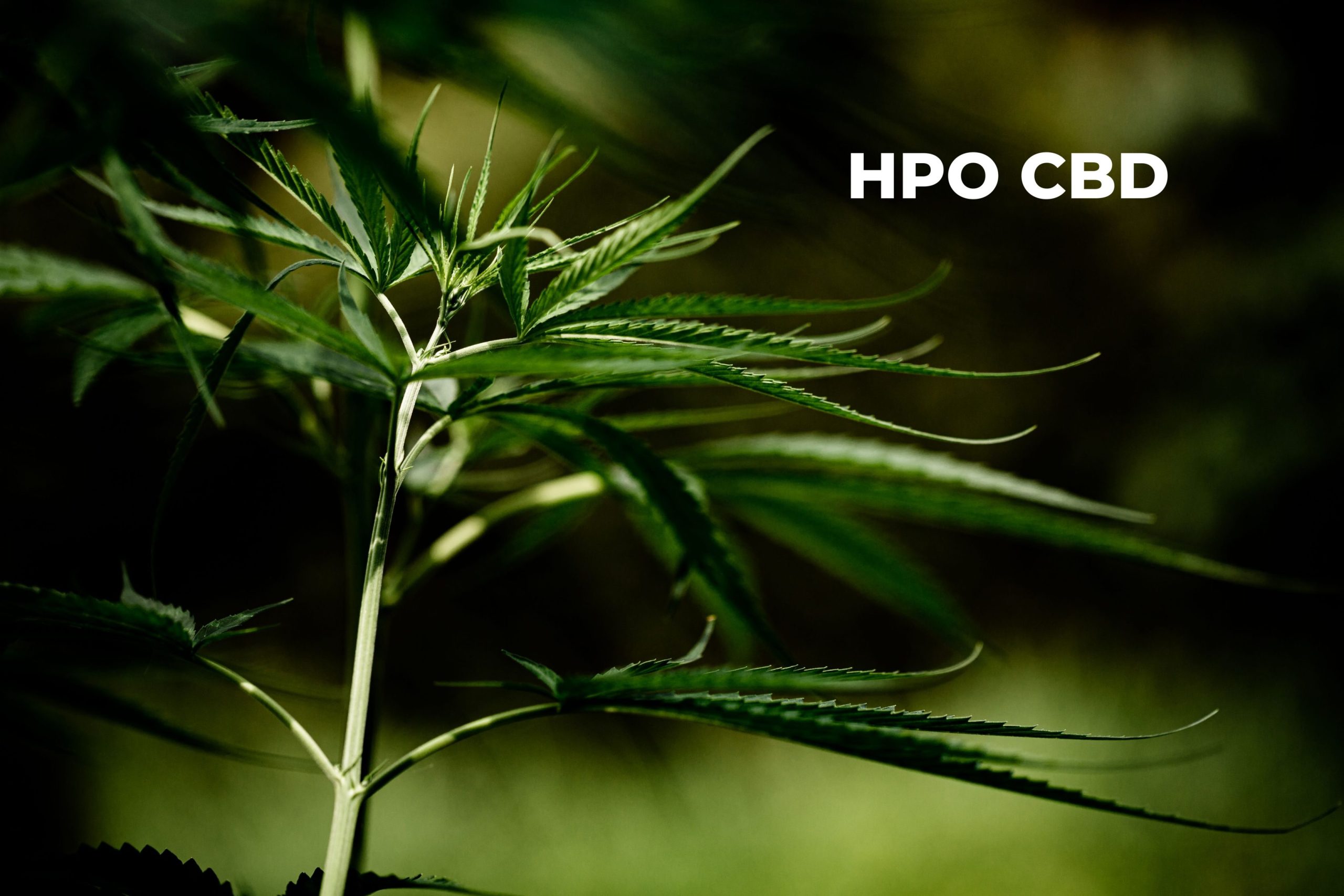 HPO CBD c'est quoi?