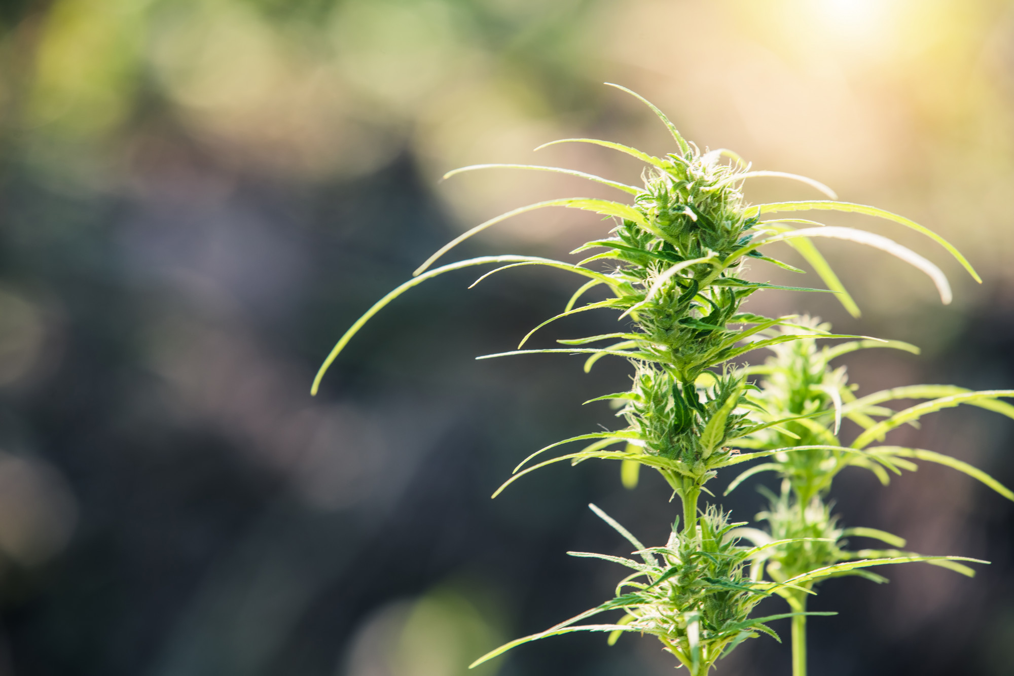 Scoprite le diverse varietà di cannabis CBD, i loro effetti unici, i sapori aromatici e i benefici per il benessere. Trovate la varietà ideale per le vostre esigenze!