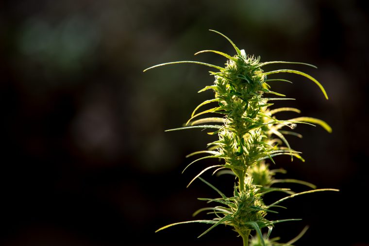 CBNO: Descubre este cannabinoide poco conocido con un potencial increíble