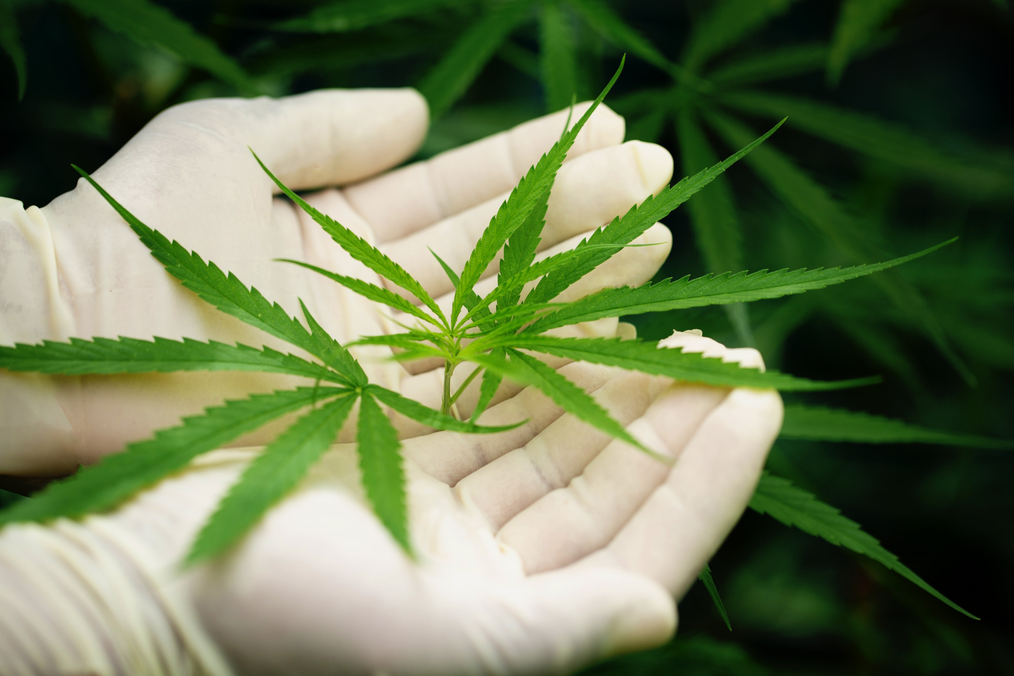 Erfahren Sie 10 wichtige wissenschaftliche Fakten über CBD, seine gesundheitlichen Vorteile, seine natürliche Funktionsweise und warum es immer mehr Menschen auf der ganzen Welt begeistert.
