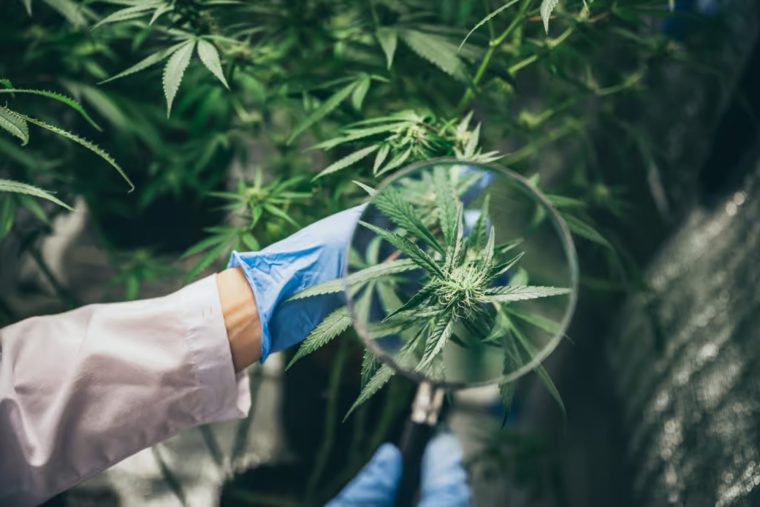Le Guide Ultime des Cannabinoïdes : CBD, CBG, THCV, HHC, THCP et Bien Plus