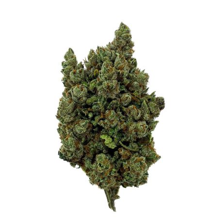 Orange Sherbet indoor