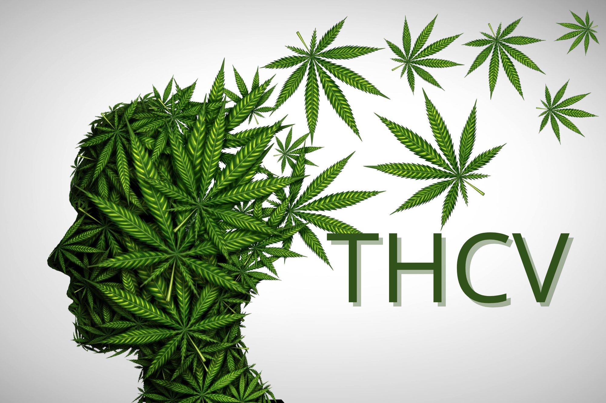 Aprenda todo sobre el THCV, un potente cannabinoide con propiedades únicas: control del peso, reducción del estrés, regulación del azúcar en sangre y mucho más. ¡Explora sus beneficios hoy mismo!