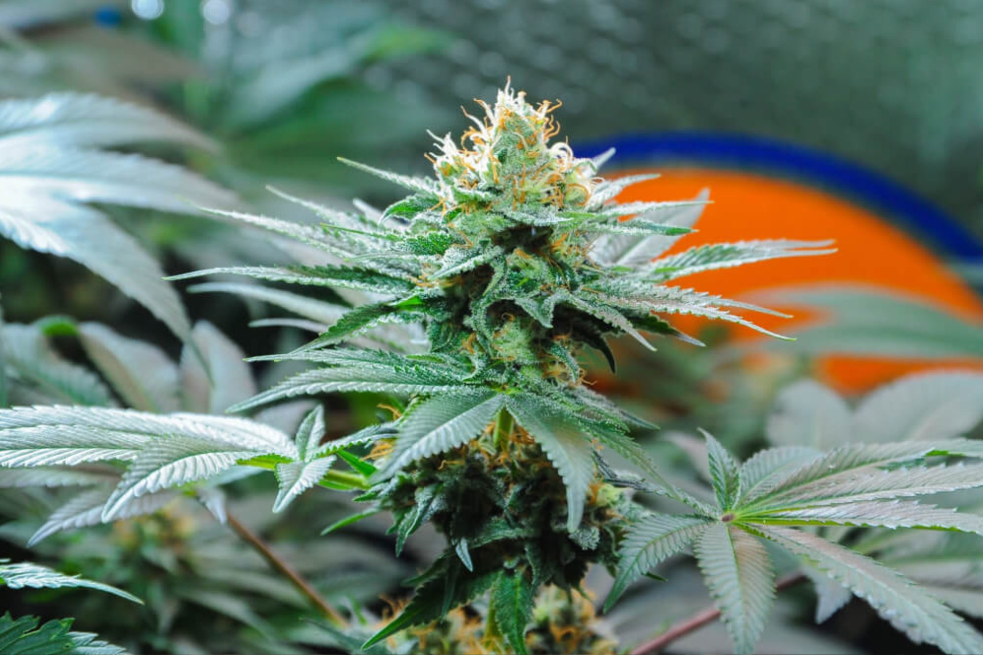 Amnesia Haze Hydro CBD: Eine Blume mit vielen Vorteilen und Geschmäckern