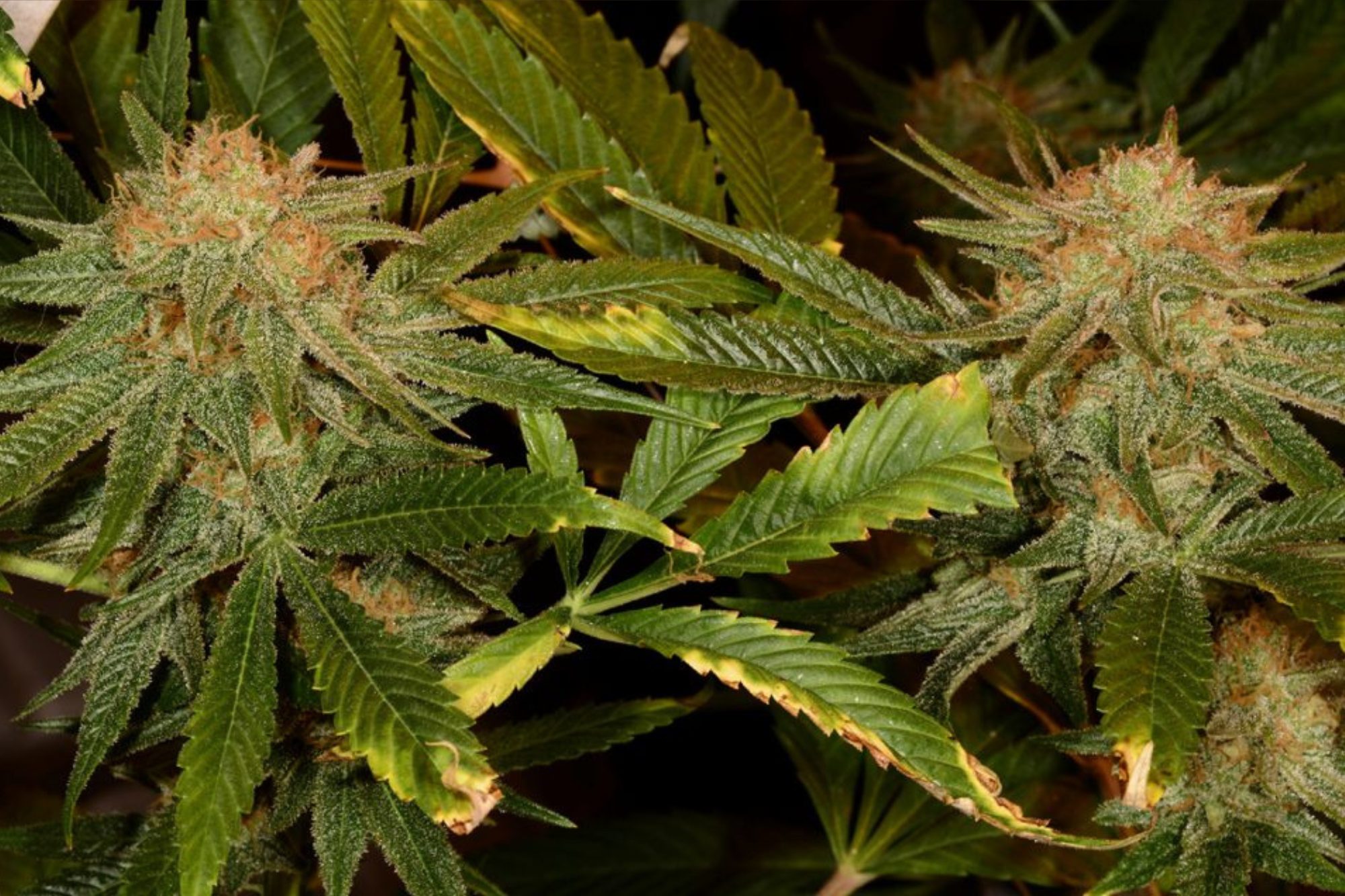 Harlequin CBD Flower