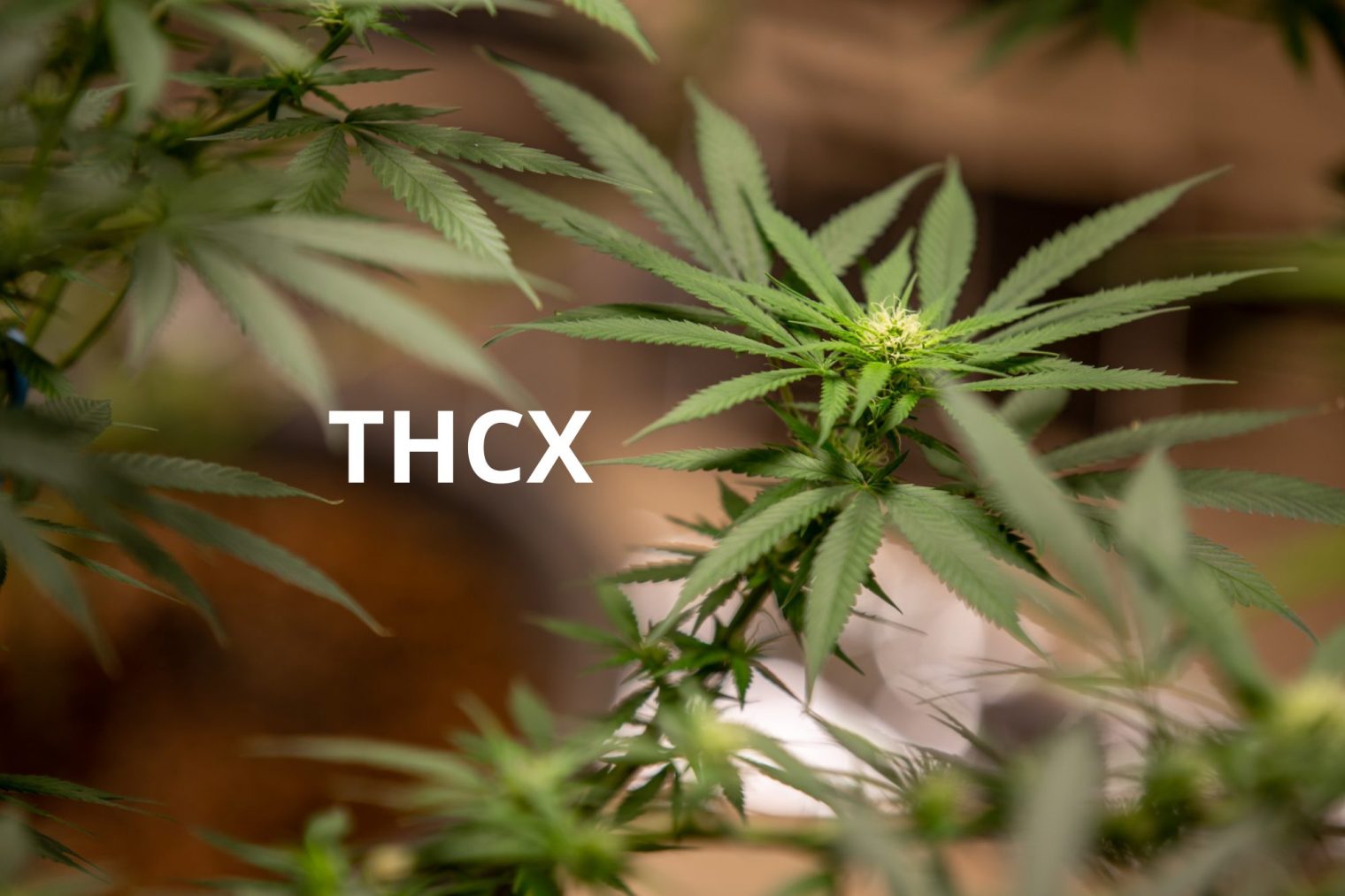 THCX : comprendre une étiquette qui bouscule le marché des cannabinoïdes