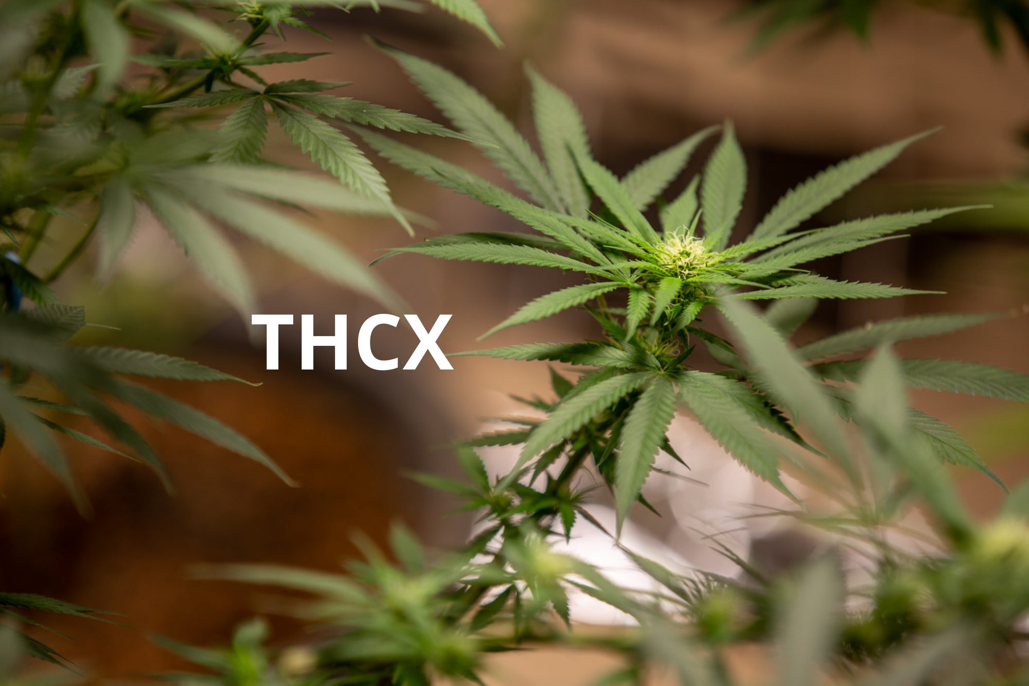 THCX : que sait-on vraiment ? Synthèse, effets, risques, statut légal en France/UE, retours utilisateurs et comparaison avec THC, Delta-8, 10-OH-THC.